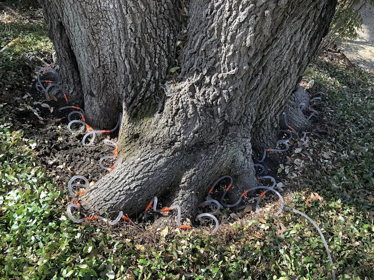 Detailed Tree Cabling and Bracing job site in Fishers Landing