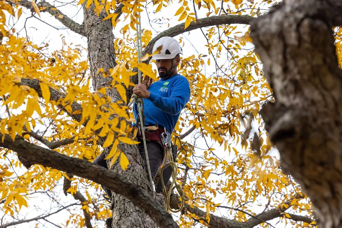 Skilled Tree Disease Treatment crew working in Fishers Landing
